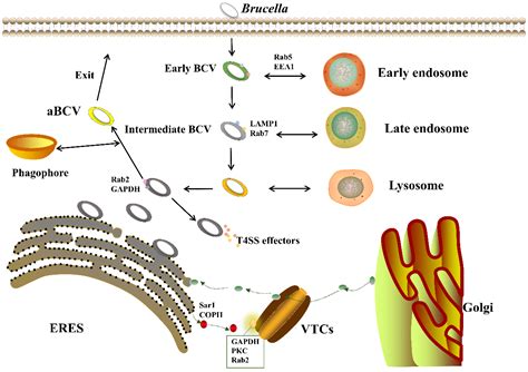 Ijms Free Full Text The Virb System Plays A Crucial Role In Brucella Intracellular Infection