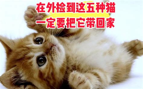 在外面捡到这五种猫，一定要把它带回家。 哔哩哔哩