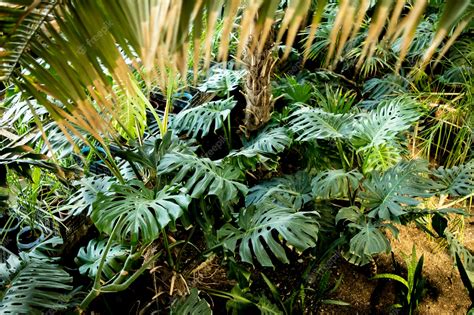 Premium Photo | Tropical plants in the botanical garden nature background