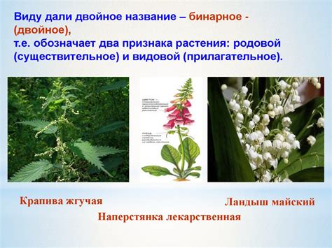 5 урок Систематика растений - презентация онлайн