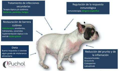 Dermatitis atópica canina Veterinarios Hospital Veterinario Puchol