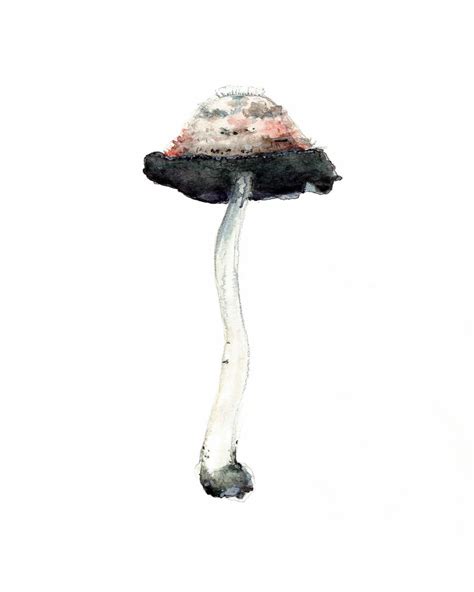 Mushroom Watercolour Print Shaggy Inkcap Illustration Etsy