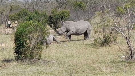 Sabc News On Twitter Rt Erlubisi Two Rhinos After Being Darted And