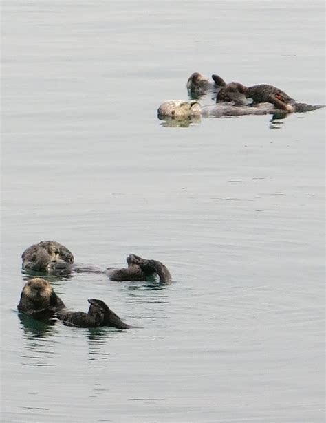 Morro Bay Otters Heather David Flickr