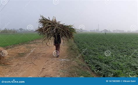 Um Agricultor Que Transporte Forragens Para Bovinos Na Ndia Imagem De