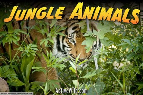 Jungle Animals List With Pictures & Facts: Animals That Live In Jungles