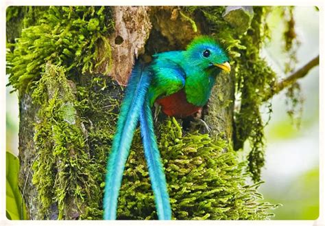 Les Oiseaux Du Costa Rica Blog De Voyage En Am Rique Du Sud Quels