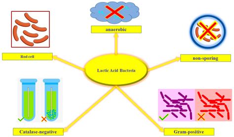 Bio Preservation Of Meat By Lactic Acid Bacteria Strains Encyclopedia