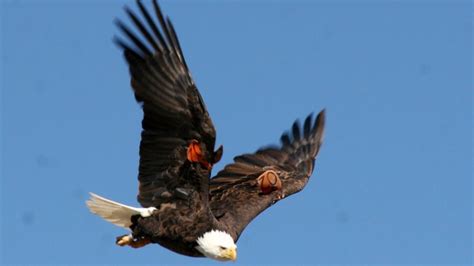 Sf Bald Eagle Released Into The Wild In 2000 Recently Photographed