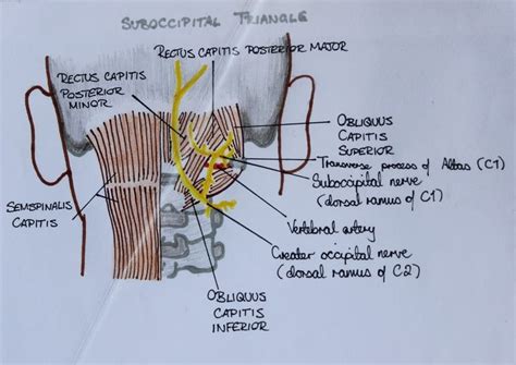 Suboccipital Triangle Study Notes Med School Notes