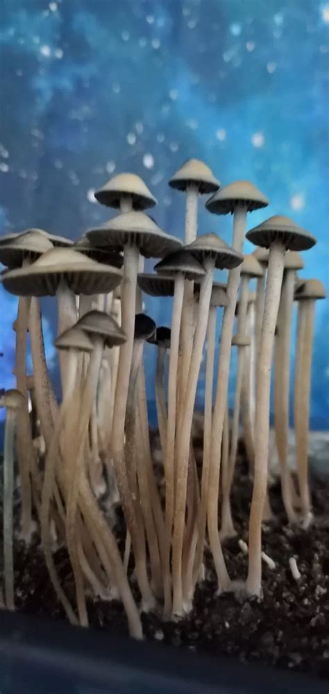 Panaeolus Cyanescens MIB Spore Print SporeSwaps