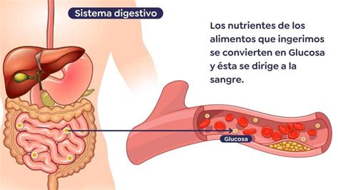 ¿qué Es Diabetes Tipo 2 Dr Ruben Luna