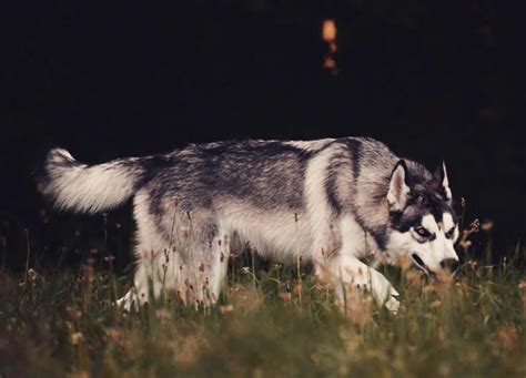 Husky Wolf Mix (Wolf Dog): Owner's Guide