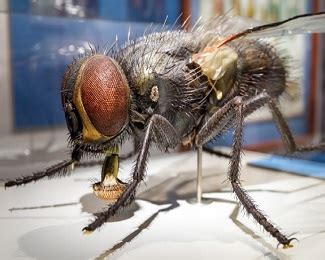 Qu est ce qui attire les mouches et comment s en débarrasser