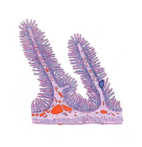 Small Intestine Histology Photograph by Microscape/science Photo Library