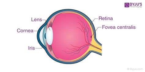 Convex Lens - Uses, Examples, Definition, Ray Diagram, Formula