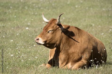 Vache Aux Grandes Cornes De La Race Limousine Stock Photo Adobe Stock