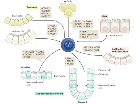 Nature Reviews Endocrinology On Twitter Gopika Nair Emmanuel