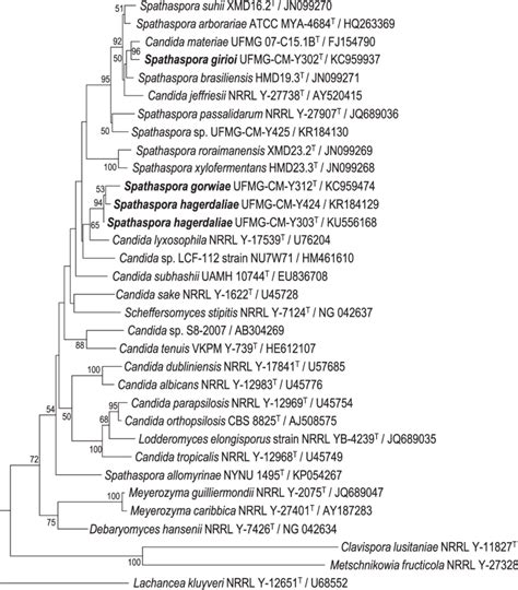 Neighbor Joining Tree Phylogram Showing The Species Affinities Of The