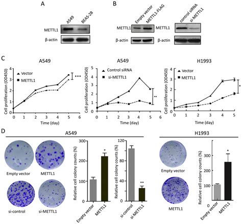 Mettl Promotes Colony Formation And A Cell Proliferation A