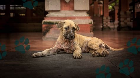 Stream Dog Tales Rescue | MagellanTV