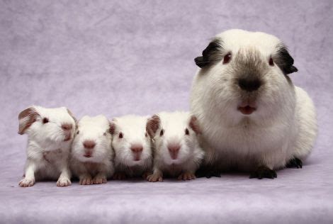 The Himalayan Guinea Pig: Siamese Cats Of The Guinea Pig World | The Pets Dialogue