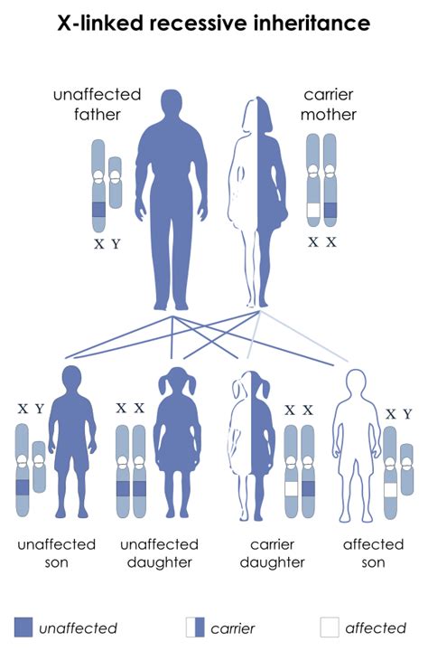 File X Linked Recessive Svg Simple English Wikipedia The Free