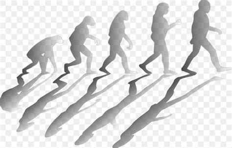 Human Evolution Homo Sapiens Clip Art, PNG, 3840x2451px, Evolution, Arm, Biology, Black And ...