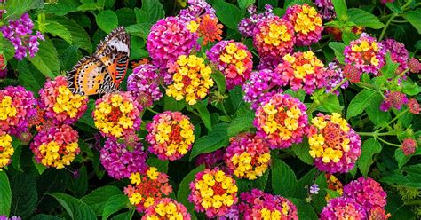 How To Grow And Care For Lantana Flowers Gardeners Path