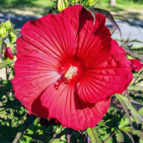 Hibiskus Bagienny Bylinowy CAROUSEL GEANT RED Czerwony Niska Cena