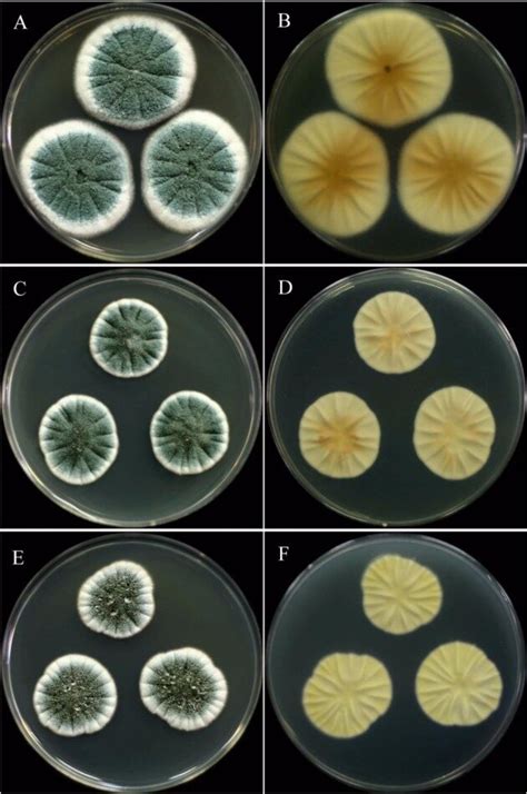 Penicillium Colony Morphology