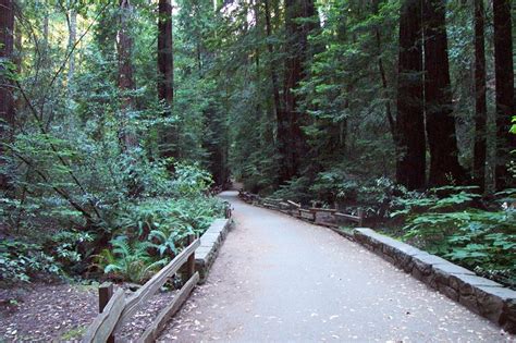 File:Muir woods trail.jpg - Wikimedia Commons