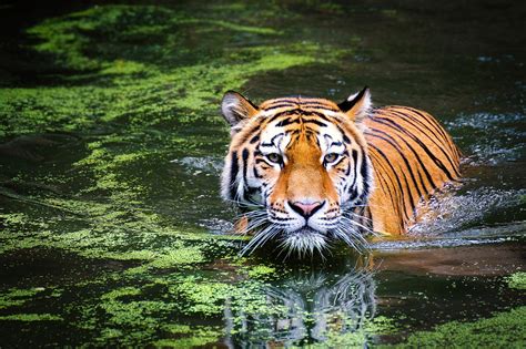 Katarniaghat Wildlife Sanctuary: The Tiger Lands of Uttar Pradesh (2024)