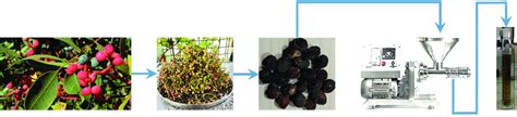 Terebinth fruits and oil extraction using continuous screw press ...