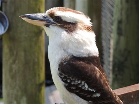 Kookaburra - Laughing Kookaburra Information for Kids