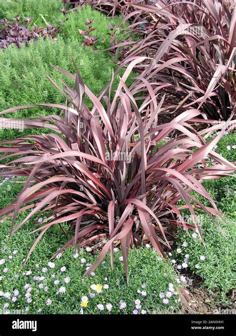 Phormium Tenax Atropurpureum Hi Res Stock Photography And Images Alamy