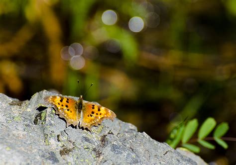 Lovely Punctuation Photograph By Loree Johnson Fine Art America