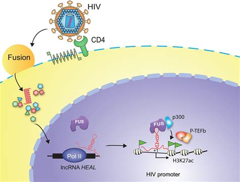 The Long Noncoding Rna Heal Regulates Hiv Replication Through