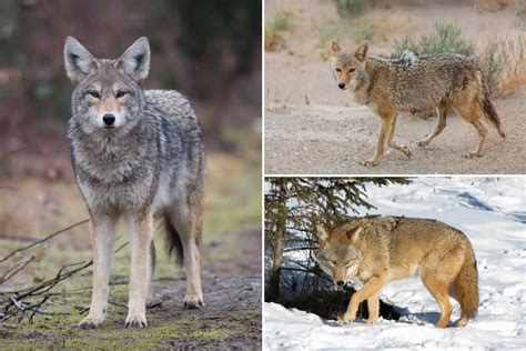 What Colors Are Coyotes? - Coyote Colors (with Pictures)