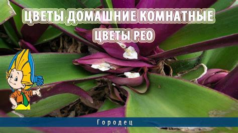 Цветы домашние комнатные.Цветы Рео - YouTube