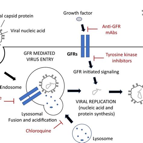 Growth factor receptors (GFRs) involvement in viral entry and ...