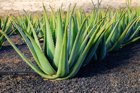 Los Cuidados Que Necesita Una Planta De Aloe Vera El Diario De Carlos Paz