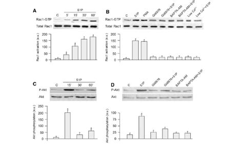 S1P challenge induces Rac1 activation in a Ca 2?-dependent manner ... 
