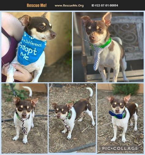 Adopt 22070100094 Chihuahua Rescue Riverside County Ca