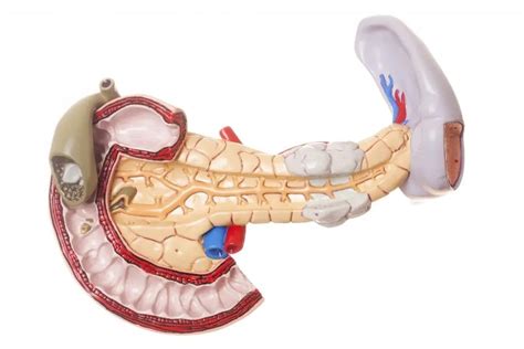 Anterior Pancreas Model Diagram Quizlet