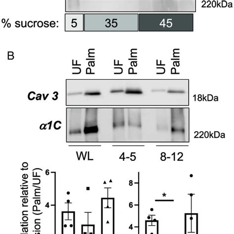 Palmitoylation And Subcellular Localization Of The Ca V C