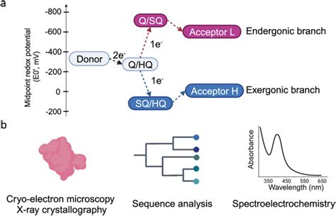 Structures And Electron Transport Paths In The Four Families Of Flavin