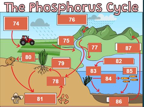 Apes Phosphorus Cycle Diagram Diagram Quizlet