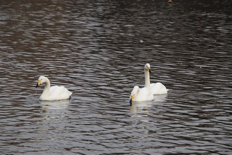 Swans Birds White Water - Free photo on Pixabay - Pixabay