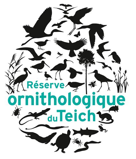 Une Nouvelle Identit Visuelle Pour La R Serve R Serve Ornithologique